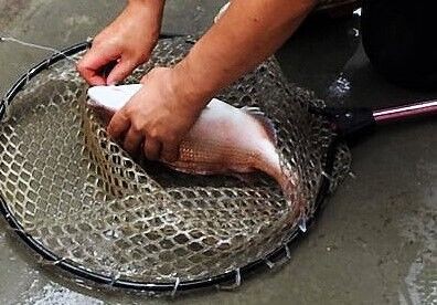 鳴門へ来たなら鳴門鯛と・・・ : 土佐料理 旬の鰹がゆく！