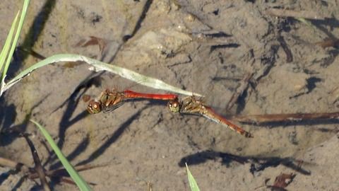 初夏のアカトンボ 土佐料理 旬の鰹がゆく