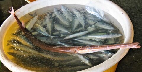 超高級魚考察 土佐料理 旬の鰹がゆく