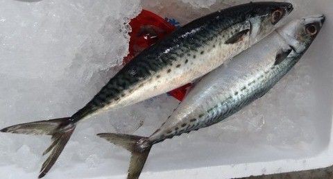 香南市 春の魚 土佐料理 旬の鰹がゆく