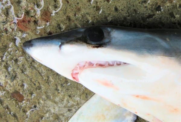 アオザメの未成魚 土佐料理 旬の鰹がゆく