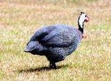 高知の七面鳥 ターキー 土佐料理 旬の鰹がゆく