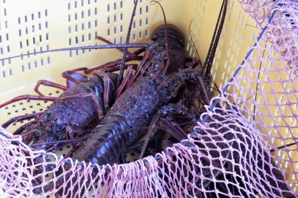 イセエビの刺し網漁 土佐料理 旬の鰹がゆく