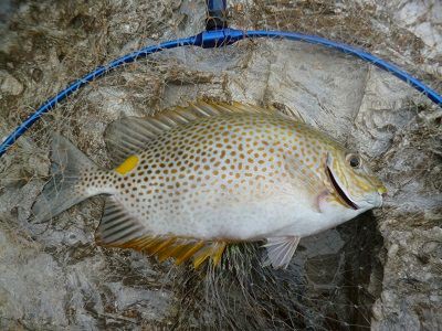 ゴマアイゴ カーエー やんばるで釣った魚たち