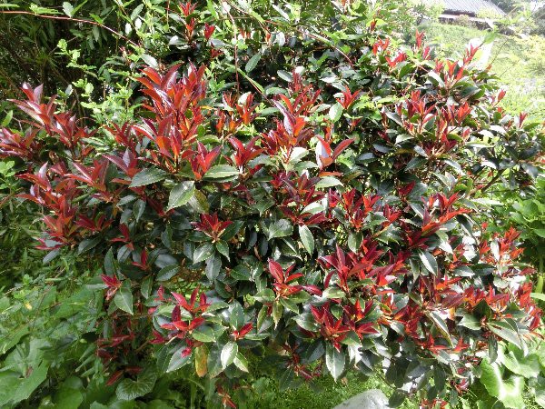 新芽の美しい ブラックオパール椿 と その花 天日乾燥中の ジャスミン茶 夕餉の 片口イワシの梅干煮 である 椿道旅館だより