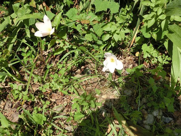 建物周回道に咲く ハブランサスの黄花と桃花 瑠璃光泉の 麦茶 ノイエの 熊野ポークロースハム である 椿道旅館だより