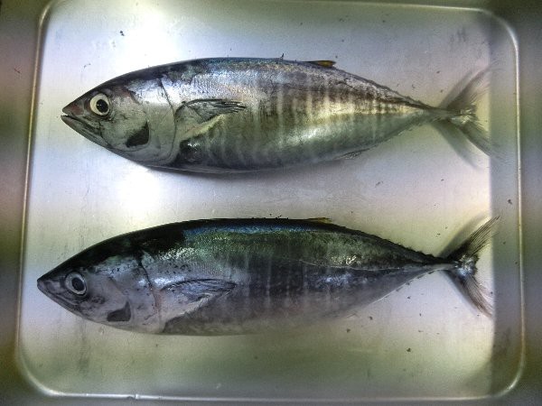 建物裏崖に咲く 赤萩 夕食に使った シビ子 と 造り３点盛り 飛魚の子 と 塩焼き である 椿道旅館だより