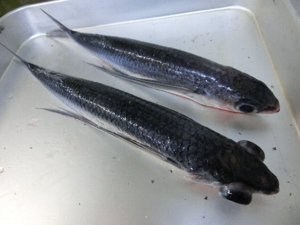 新発見 出目金飛魚 夕食追加注文 サンマの燻製 今日の朝食 金目鯛の干物入り弁当 昨日の朝餉 アサリのパスタ である 椿道旅館だより