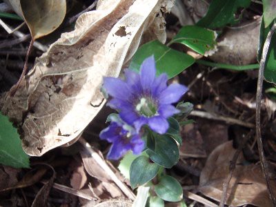 野生種の竜胆 りんどう 小さな滝のお堂 艶蕗 つわぶき の新芽 それと鶏の煮物 である 椿道旅館だより