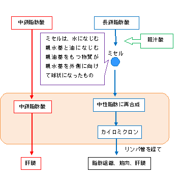 中鎖脂肪酸は糖質制限ダイエットを加速する 管理栄養士が教える糖質制限ダイエットの成功の秘訣