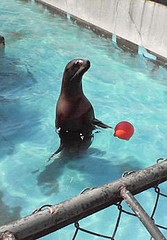 円山動物園写真 トド 状況が抉る部屋