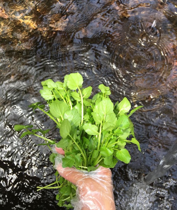 クレソンを摘みに 宮城蔵王 遠刈田遊び