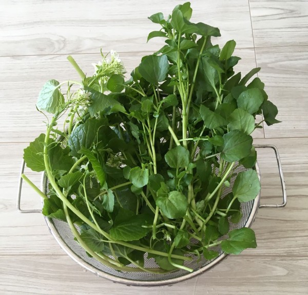 クレソンを摘みに 宮城蔵王 遠刈田遊び