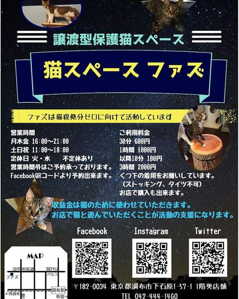 お問い合わせあり セナちゃん ファズ 猫の里親募集 保護猫とうがの里親探し
