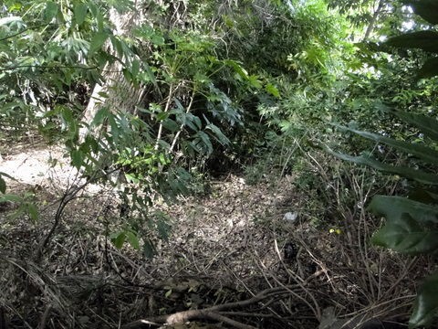 下野牧の野馬土手を探して2日間、その成果は（涙） : 東葛人的道楽