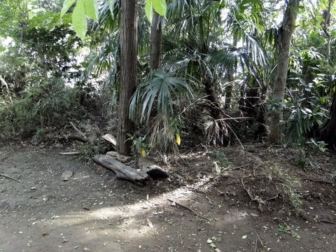 野馬土手は泣いている : 小金牧 小金牧野馬土手は泣いている | 青木 更吉 |本 | 通販 | Amazon