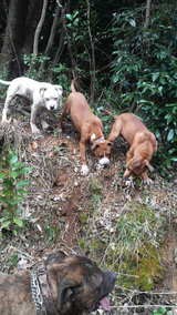 猟犬として 宮崎闘犬倶楽部(アメリカンピットブルテリア)