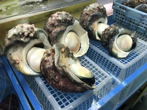 刀剣乱舞 夜光貝かわいいの想像してたらめちゃくちゃでかいやんけ とうらぶ速報 刀剣乱舞まとめブログ