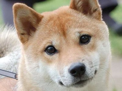 ホッコリする話 犬さん 家を留守にする度にパンを持ち出してしまう その理由に感動する人続出 Toutanのblog速報ネタ