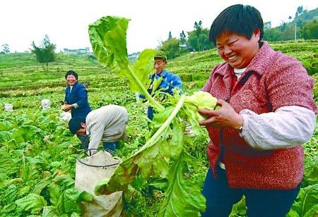 涪陵 ザーサイの風景 雑草の都合