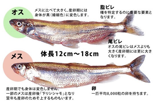 柳葉魚 大きな国で