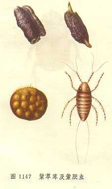 カイガラムシから色素 大きな国で