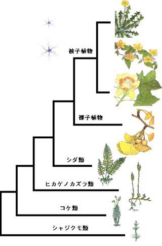 被子 植物 と 裸子 植物 の 違い 被子植物と裸子植物の植物の違いは何ですか 生物学