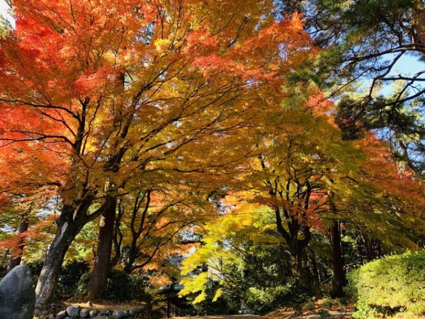 寺家公園の紅葉は今が見頃です 行ってきた 観光とやまねっとブログ