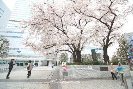 ソニックシティ 鐘塚公園の桜の開花状況 大宮駅西口 新発見 さいたま の風景写真ブログ