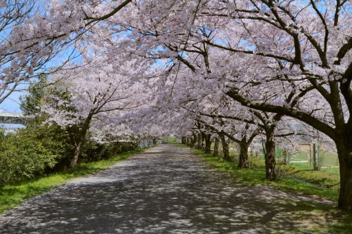 桜開花状況 浦和レッズ練習場 と大原スポーツ広場 さいたま市浦和区 新発見 さいたま の風景写真ブログ