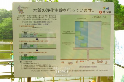 ボート池 大宮公園 新発見 さいたま の風景写真ブログ