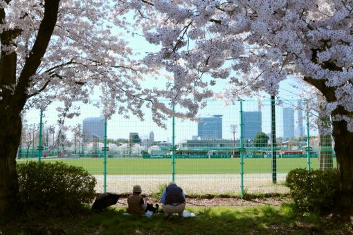 桜開花状況 浦和レッズ練習場 と大原スポーツ広場 さいたま市浦和区 新発見 さいたま の風景写真ブログ