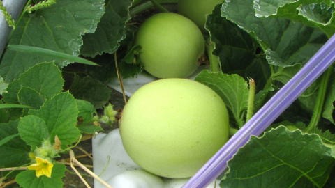 メロン栽培はいよいよ収穫期 収穫を終えて ごんちゃんの旬果収闘のブログ