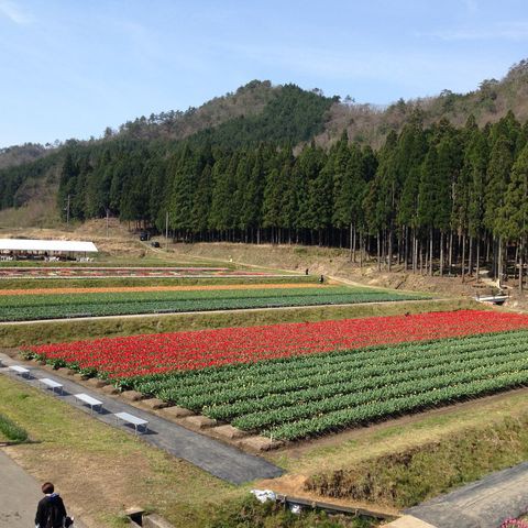 移住者が詳しく解説 豊岡市但東町 たんとうチューリップまつり16 豊岡市移住たいけんだん