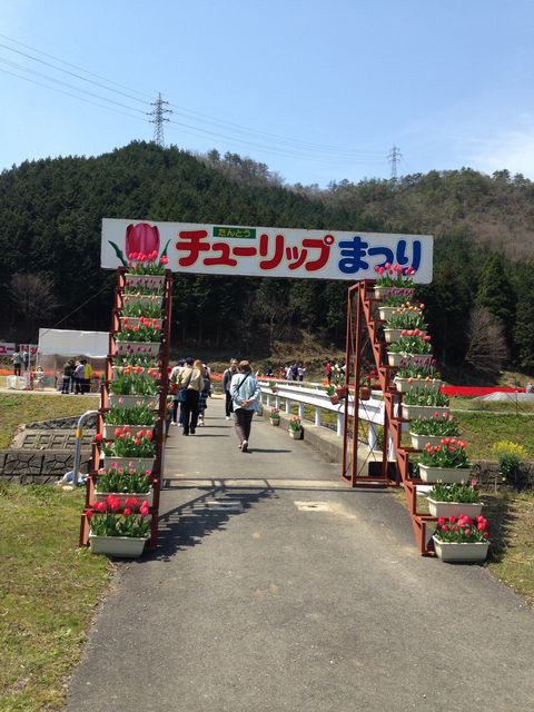 移住者が詳しく解説 豊岡市但東町 たんとうチューリップまつり16 豊岡市移住たいけんだん