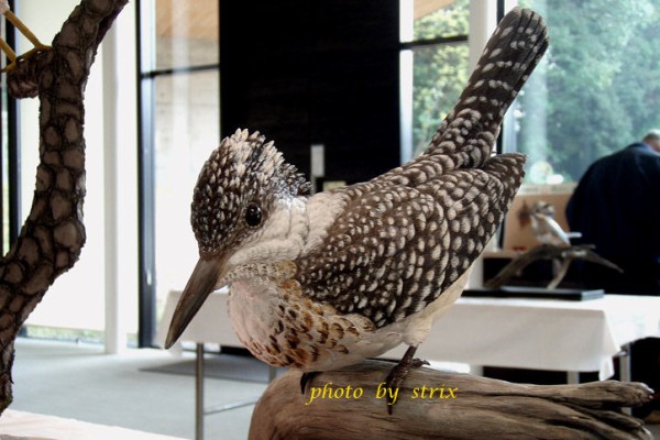 バードカービング展 : ふくろうの森