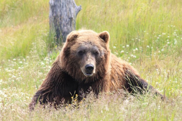 北海道 伊達 大滝で３９０キロの巨大ヒグマを駆除 でけぇ 登山ちゃんねる