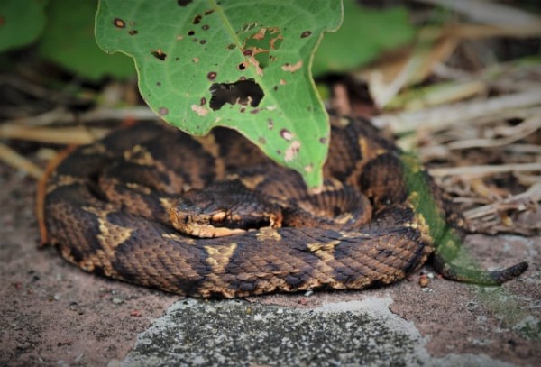 画像 マムシ捕まえたから料理して食べるで 登山ちゃんねる