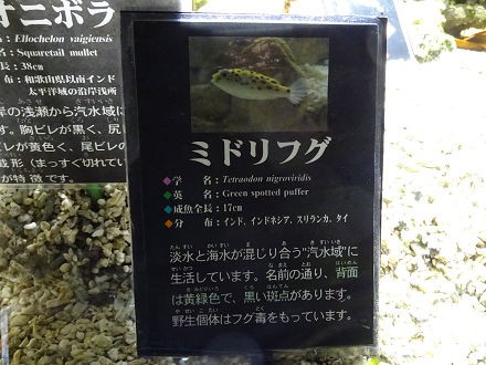 ミドリフグ きたみん