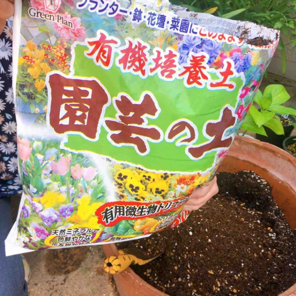 初心者が家庭菜園をはじめました ひまわりと大根の種まきをした話 勝手に堺市広報大使