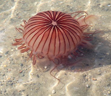 必見 これからの季節に注意すべき毒を持った生き物 海編 みそかつ じゃぱぁん