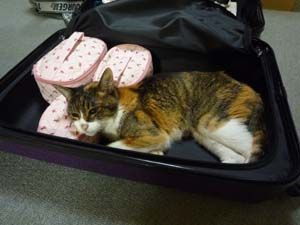 スーツケース番猫 トラベルネットのスタッフブログ