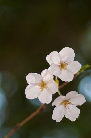 本霊と依霊の話 薔薇と魔法と言魂と トゥリニセッテ