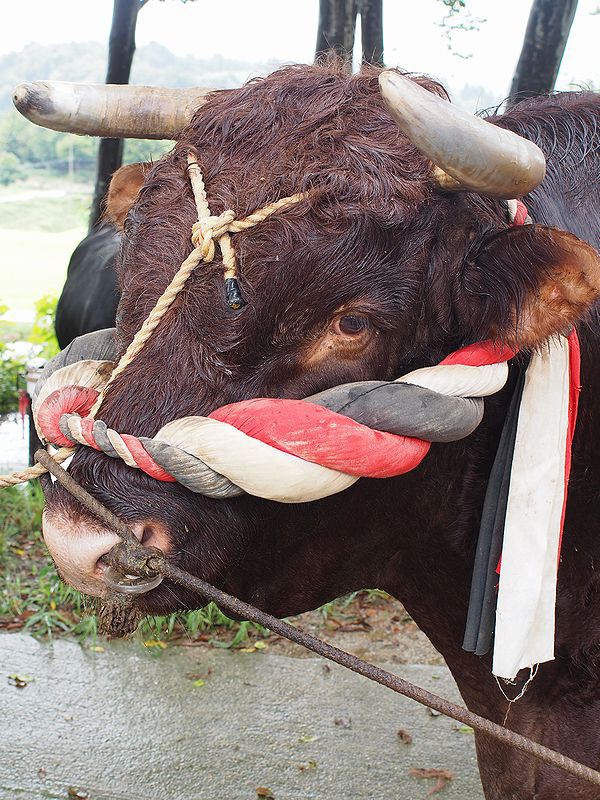 数年ぶりに山古志・牛の角突きに行ってきた : trikehawks（トライク