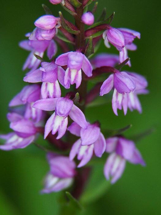 年 尾瀬紀行第1弾 6月21日 サワフタギ ホロムイソウを求めて Trikehawks トライクホークス の旅日記