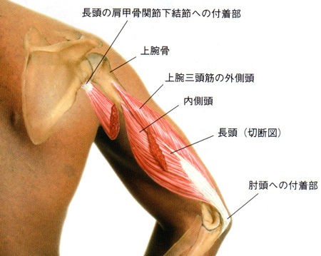 上腕三頭筋長頭の筋肉痛 ハーフタイム後のボディ マネジメント