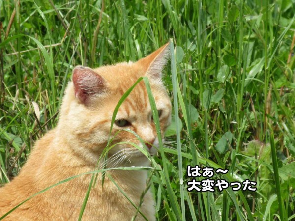 私の名前はルイーズです ソワレが要らないフランス暮らし