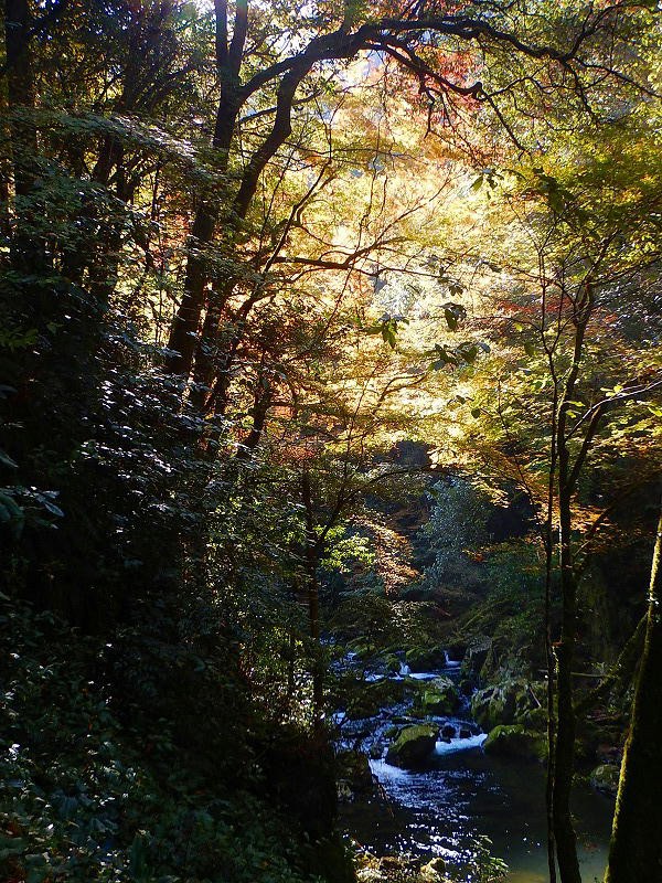 高瀬峡を少し歩く 里山徘徊 山口県発