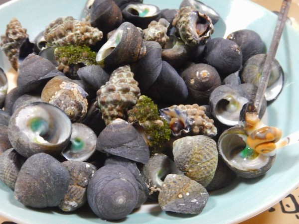 ニナ貝 里山徘徊 山口県発