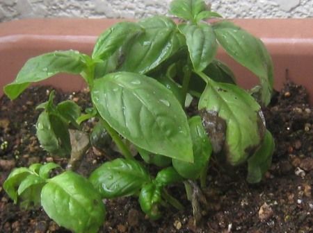 ベランダ菜園の苗の植え付け シソ パセリ ミニトマト ピーマン バジルなど つぼさんの趣味のブログ
